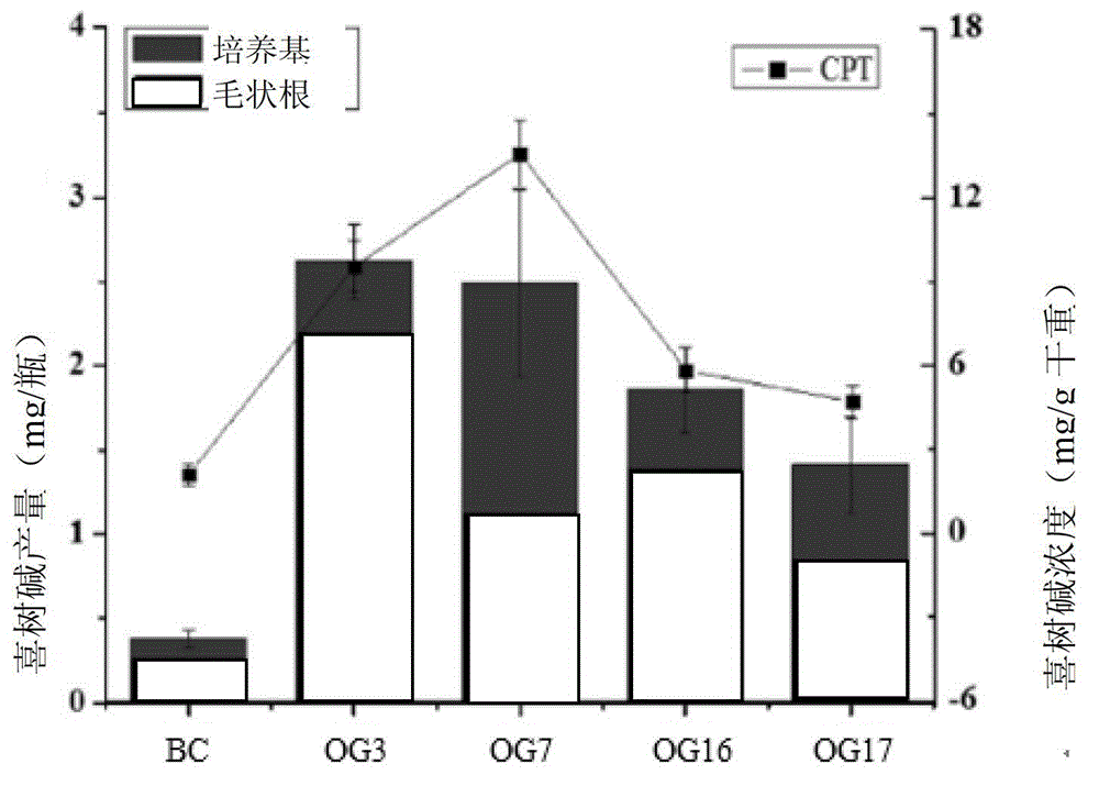 Preparation method of novel medicine source raw material of camptothecin