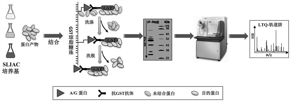 Method for detecting type-5, type-7 and type-55 adenoviruses by using mass spectrum multiple reaction monitoring technology