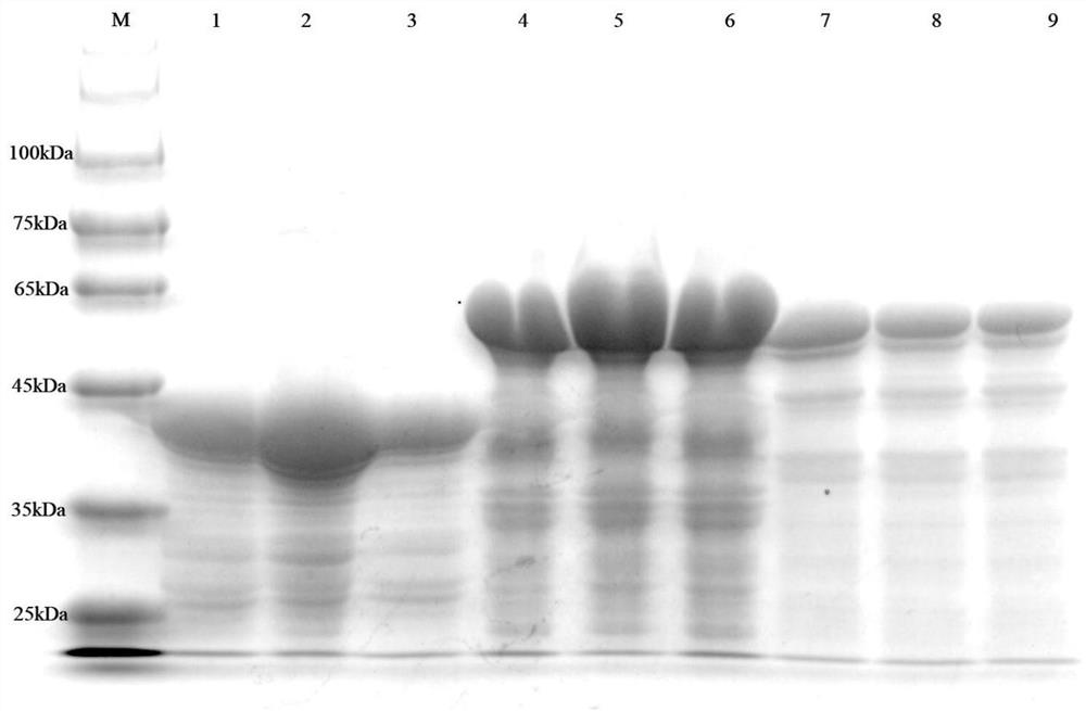 Method for detecting type-5, type-7 and type-55 adenoviruses by using mass spectrum multiple reaction monitoring technology