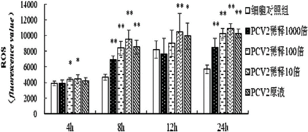 Method for constructing oxidative stress model for porcine circovirus 2 (PCV2) in-vitro-infected porcine alveolar macrophage