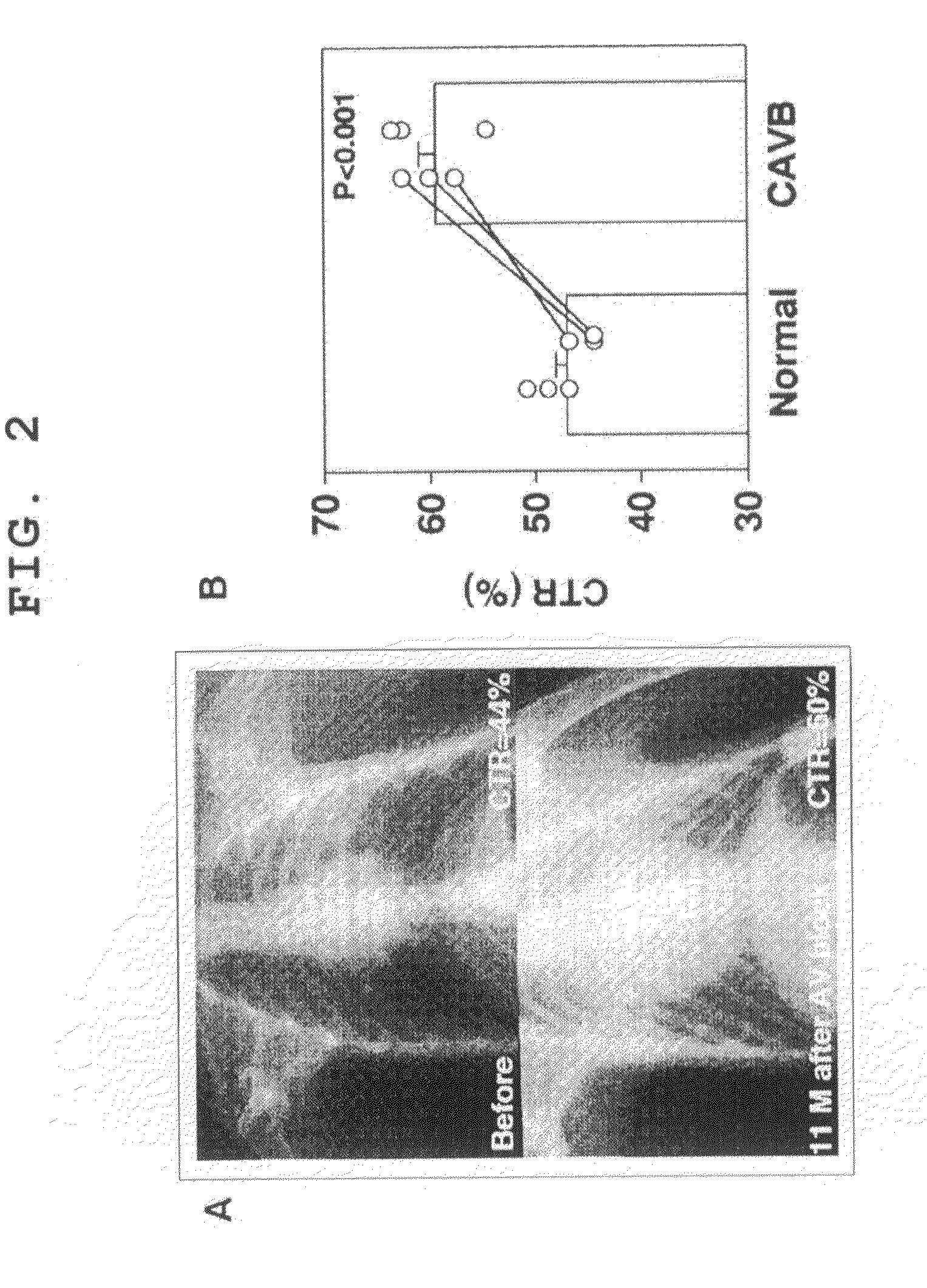 Animal Model With Induced Arrhythmia