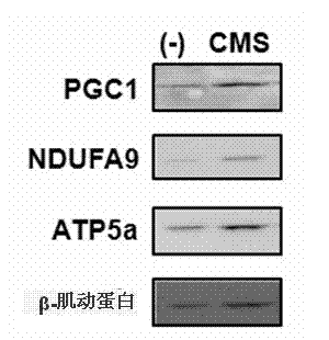 Composition comprising coumestrol or bean extract containing coumestrol