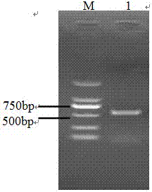 Anti-Mycoplasma bovis and Pasteurella fusion protein md‑UF1‑Md‑AP2