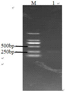 Anti-Mycoplasma bovis and Pasteurella fusion protein md‑UF1‑Md‑AP2