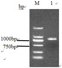 Anti-Mycoplasma bovis and Pasteurella fusion protein md‑UF1‑Md‑AP2