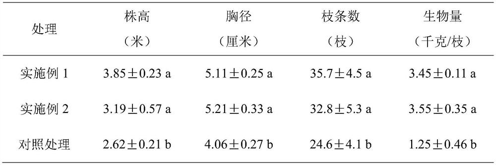 Preparation and application method of taxus chinensis var mairei fast-growing synergistic organic fertilizer