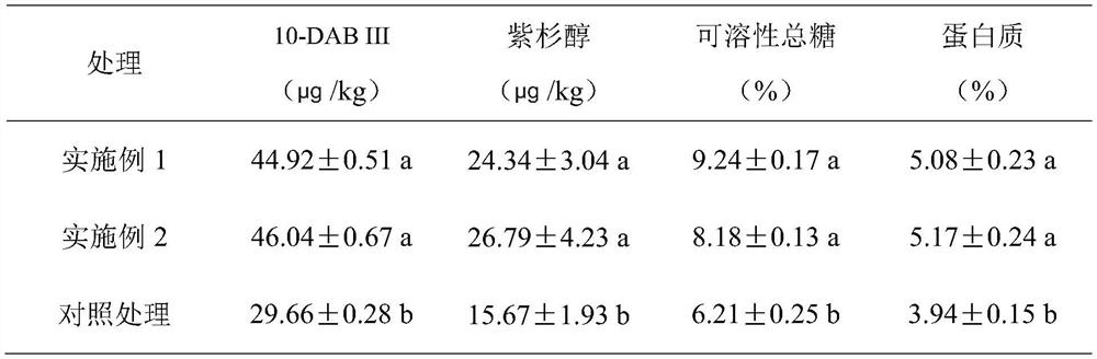 Preparation and application method of taxus chinensis var mairei fast-growing synergistic organic fertilizer