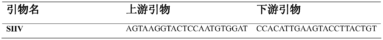 Patinopecten yessoensis living body sex identification method based on DNA molecular markers