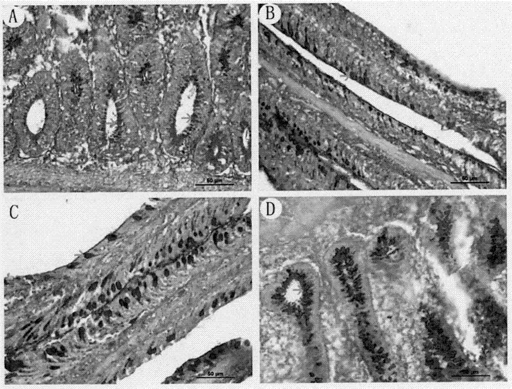 Application of proanthocyanidins for improving intestine development and meat quality of broilers