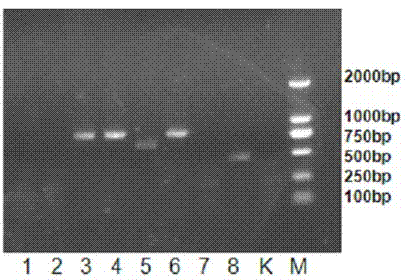 cDNA overall length nucleotide sequence of human EBLN-1 gene and cloning method thereof