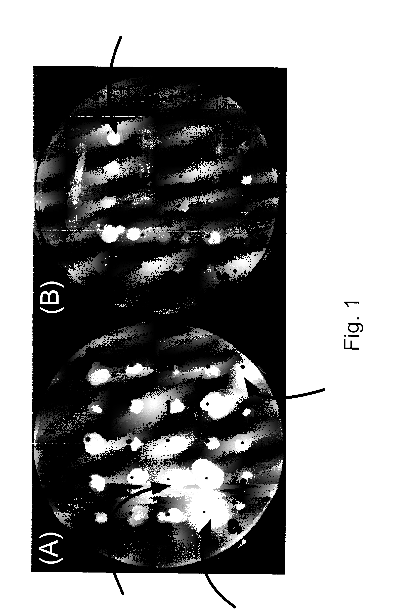 Microbial production of polyhydroxyalkanoates