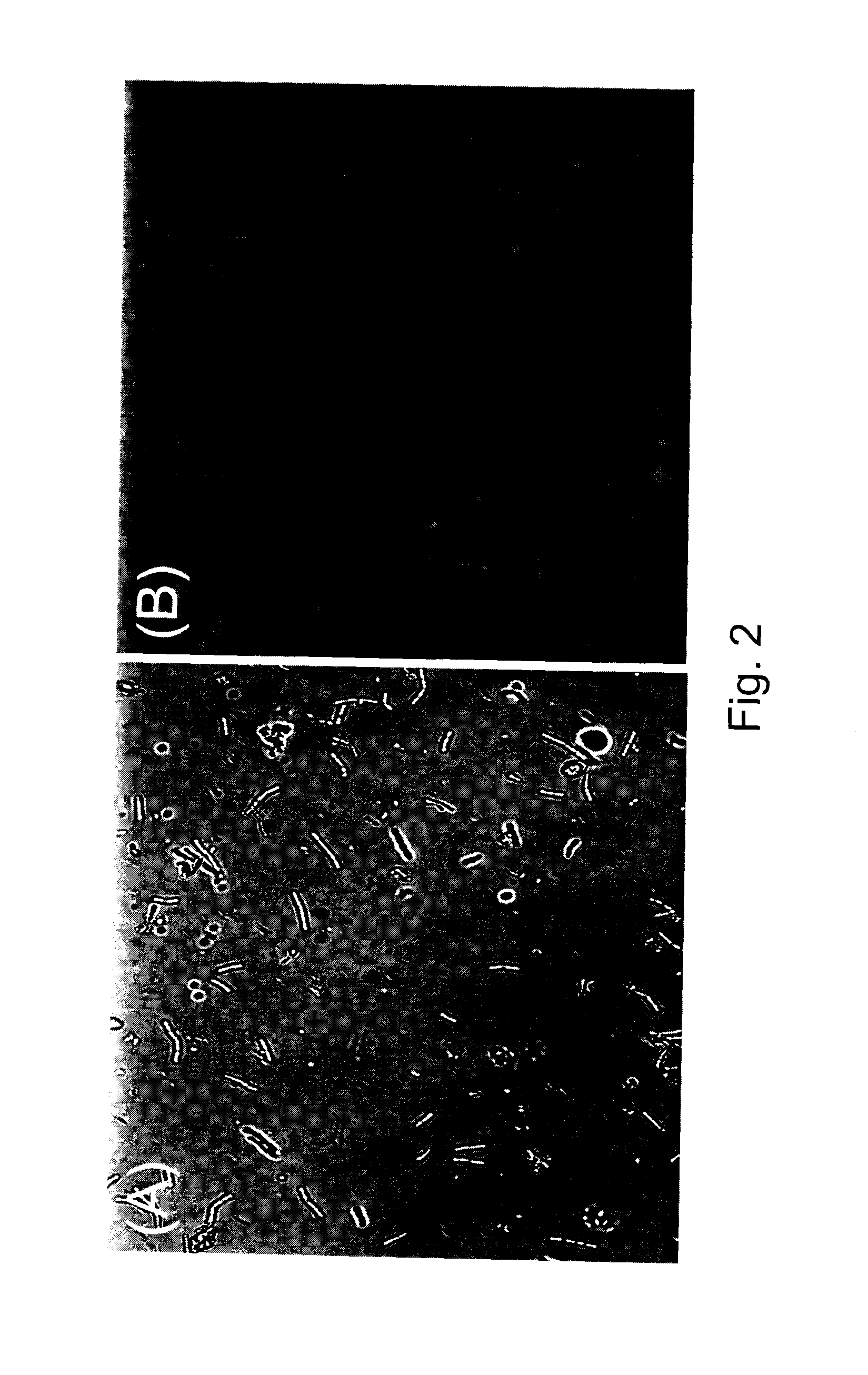 Microbial production of polyhydroxyalkanoates