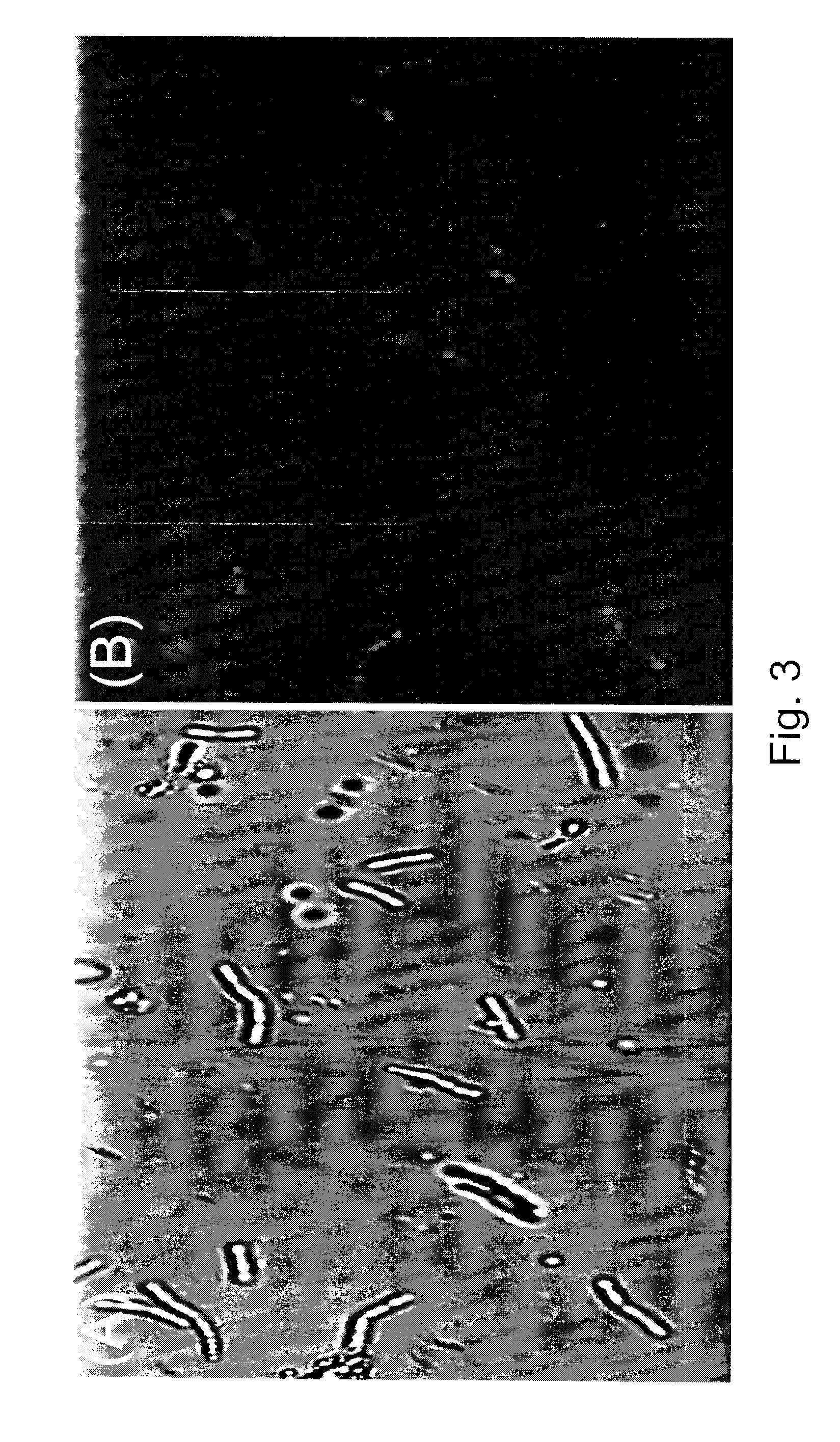 Microbial production of polyhydroxyalkanoates