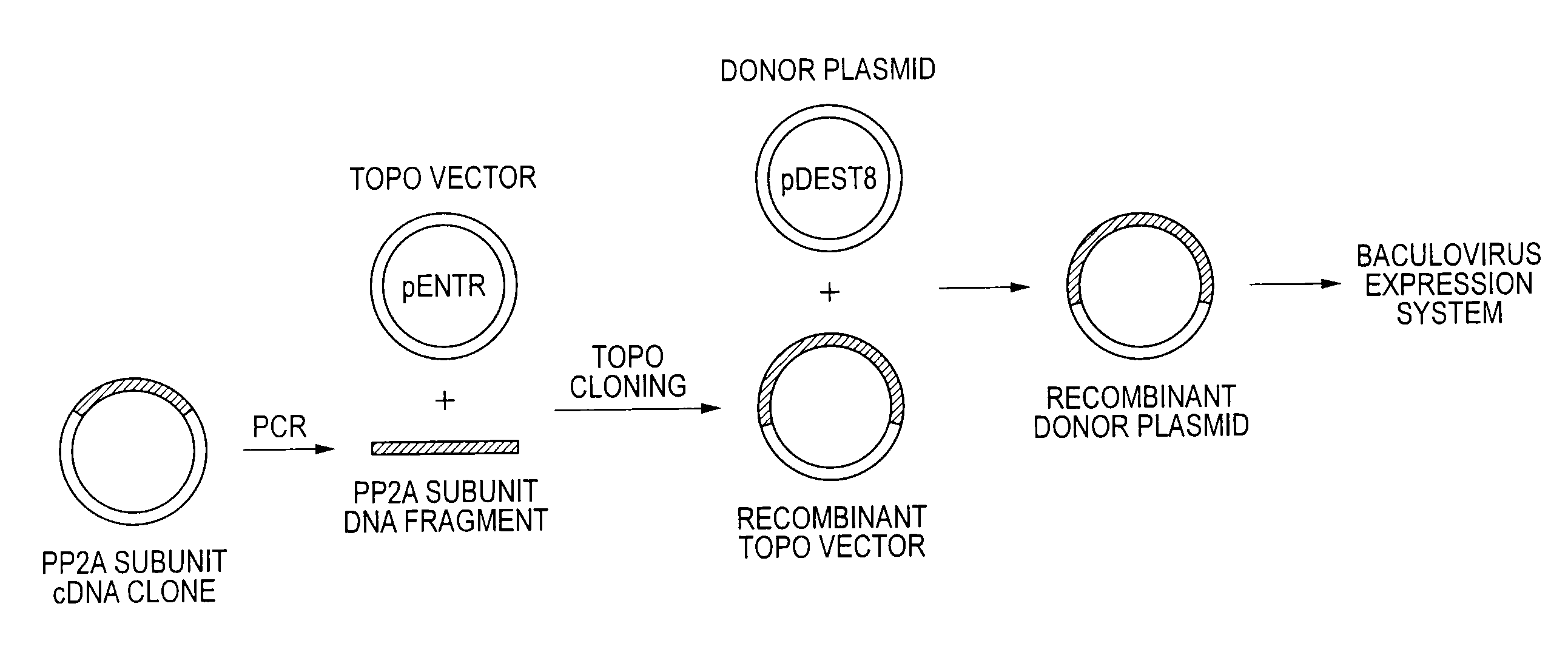 Method of producing heterodimer derivative of protein phosphatase type 2a enzyme