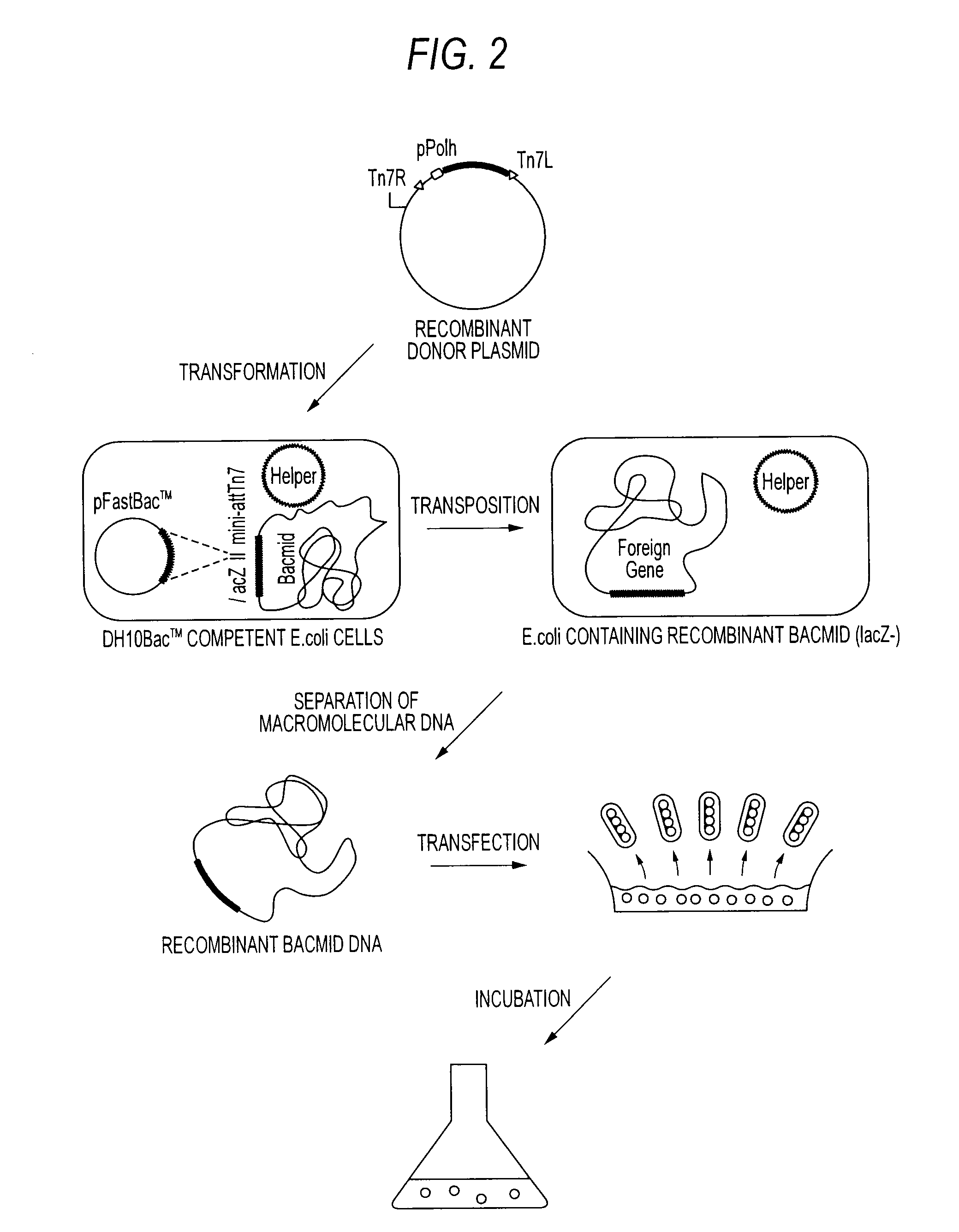 Method of producing heterodimer derivative of protein phosphatase type 2a enzyme