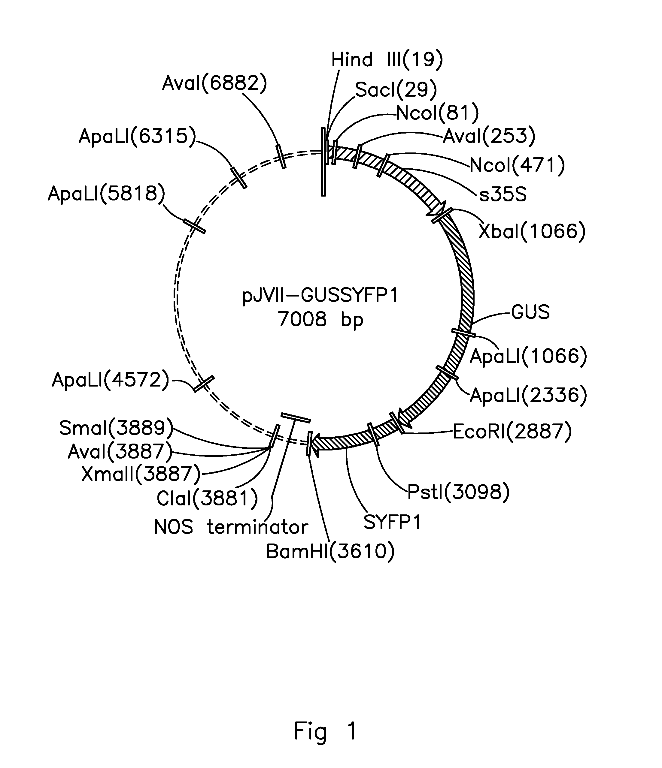 Transcription factor modulating terpene biosynthesis