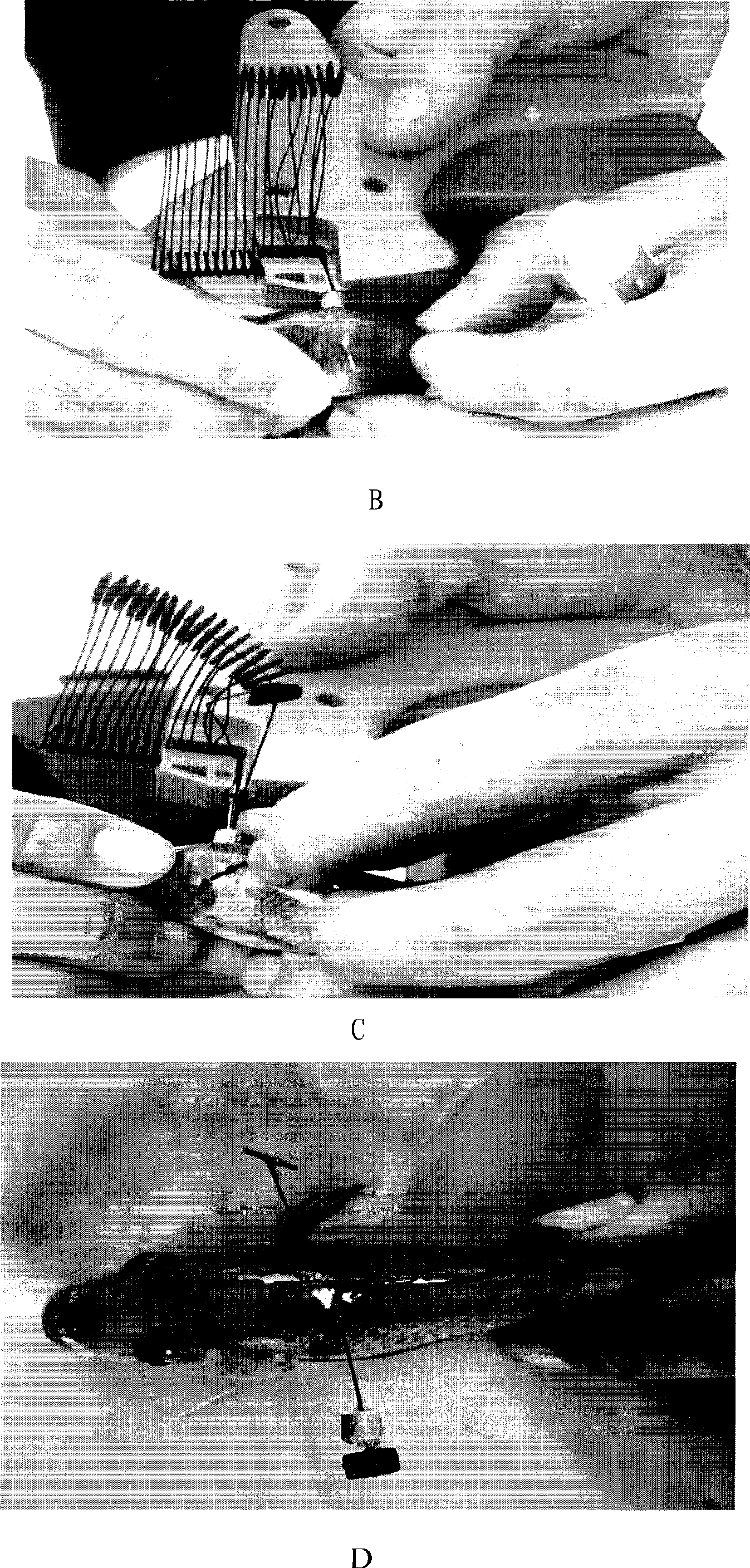 Individual marking method for selective breeding of Tilapia