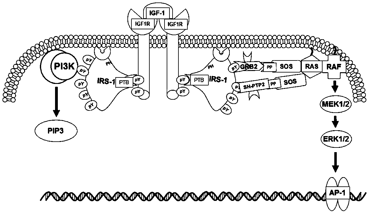 Mutant IRS-1 PTB domain proteins, and coding sequence and application thereof