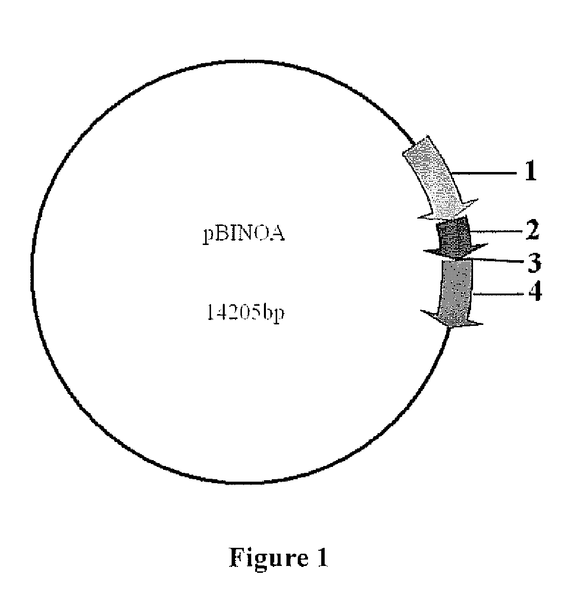 Seed-specific expression vector and its construction methods and applications