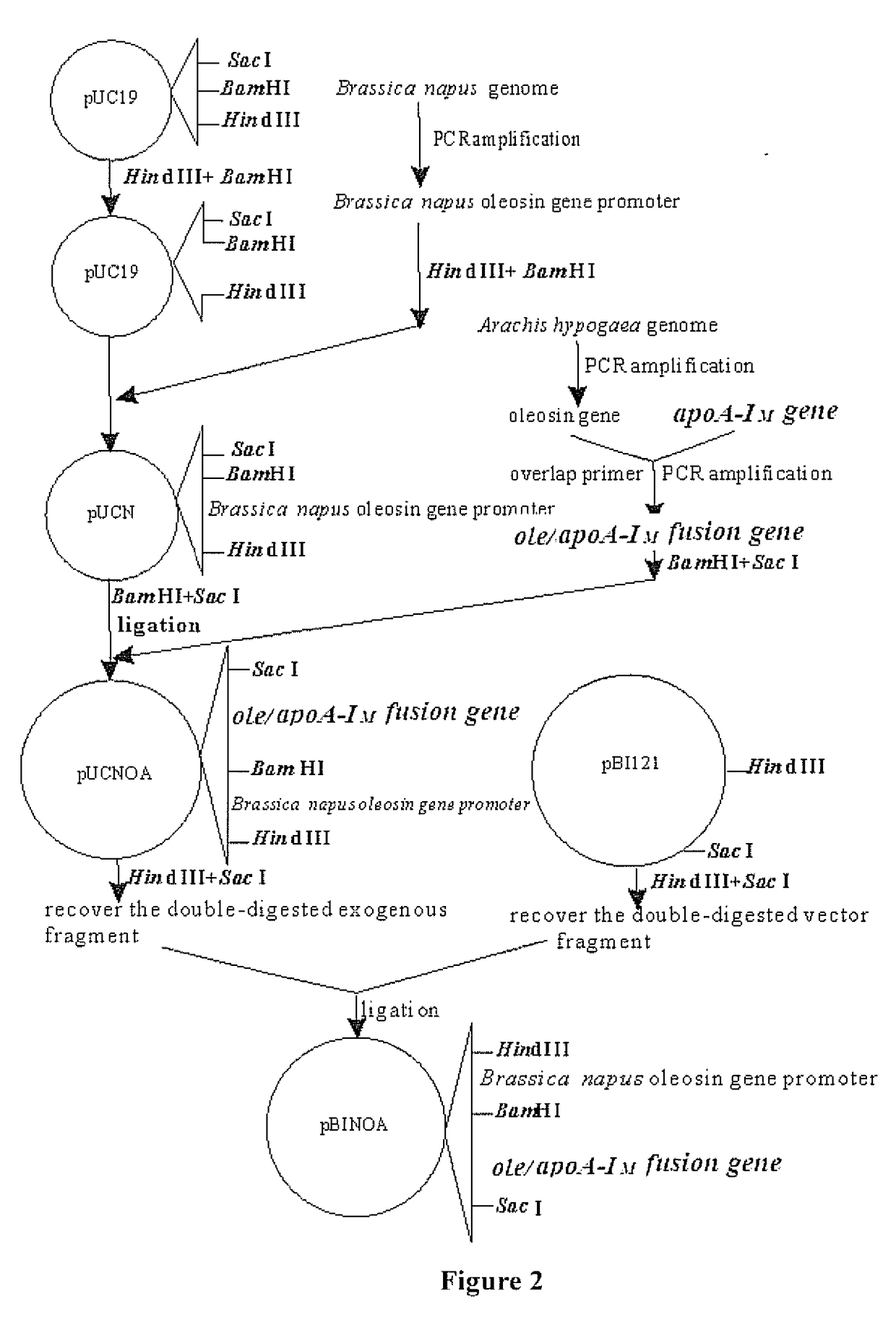 Seed-specific expression vector and its construction methods and applications