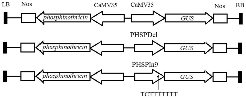 Abiotic stress inducible promoter and application thereof