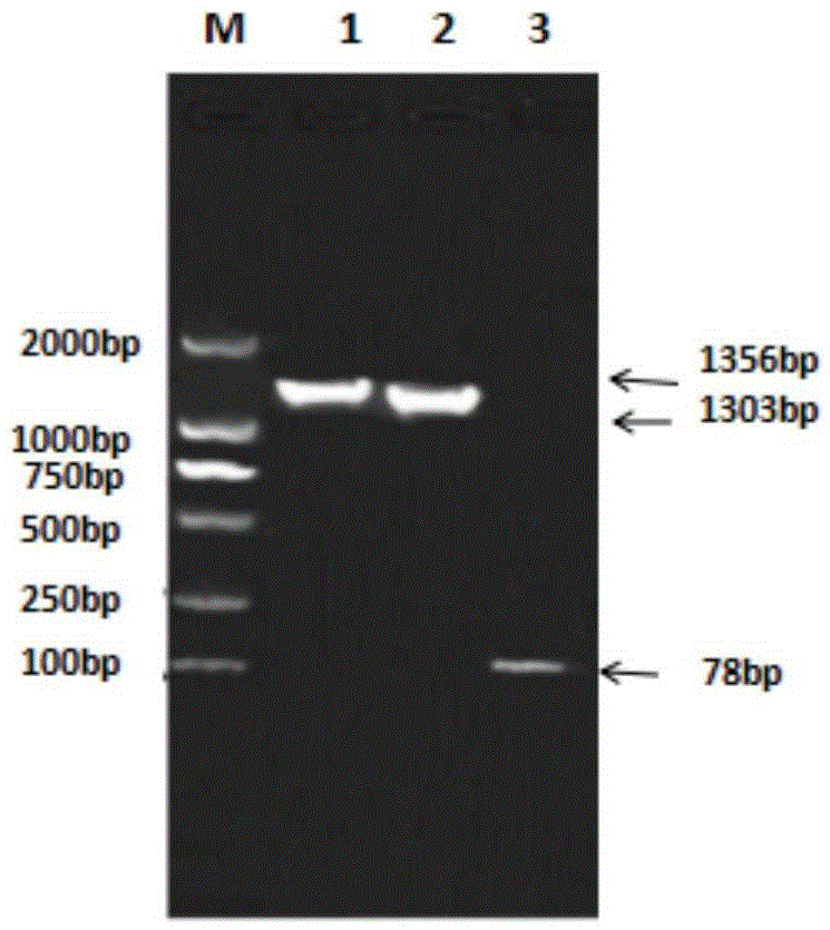 Method for secretory expression of honeybee melittin signal peptide-mediated IBV (infectious bronchitis virus) N protein