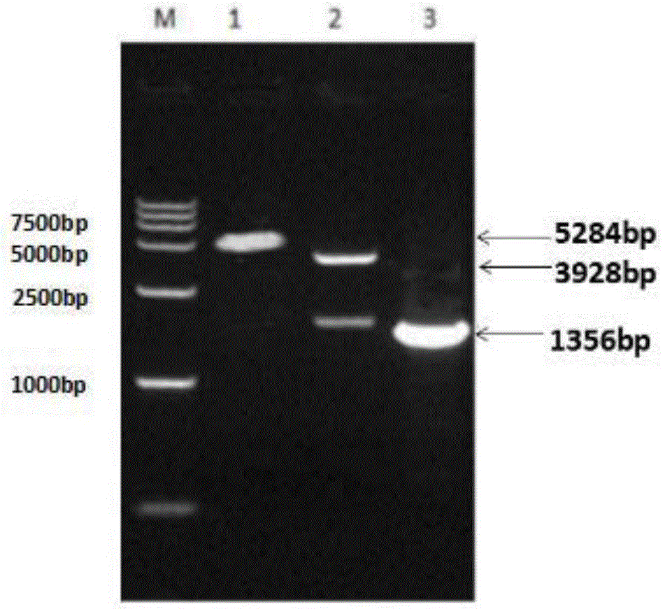 Method for secretory expression of honeybee melittin signal peptide-mediated IBV (infectious bronchitis virus) N protein