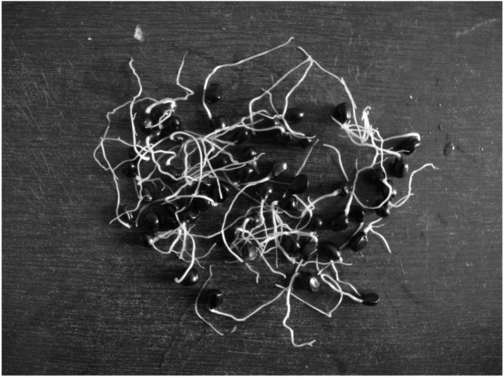 Method for releasing dormancy of oil-used peony seeds