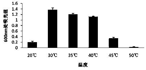 Anaerobic alginate decomposing bacterium and application thereof