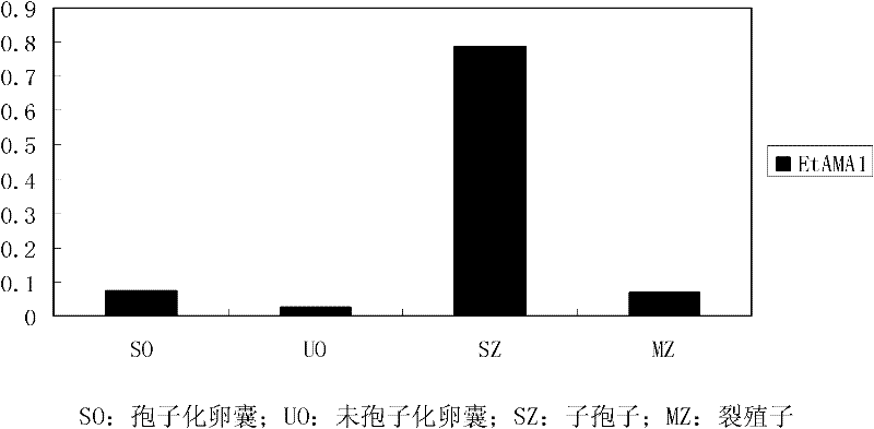 Eimeria tenella apical membrane antigen 1 (AMA 1) gene and application thereof