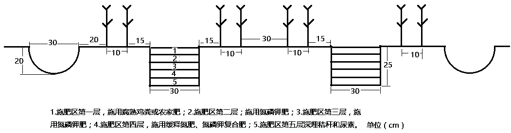 The Cultivation Method of Whole Seedlings and Strong Plants of Maize