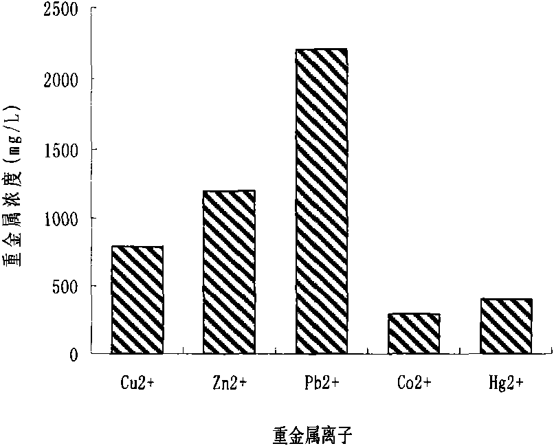 Acinetobacter and application thereof to biological treatment of heavy metal ions