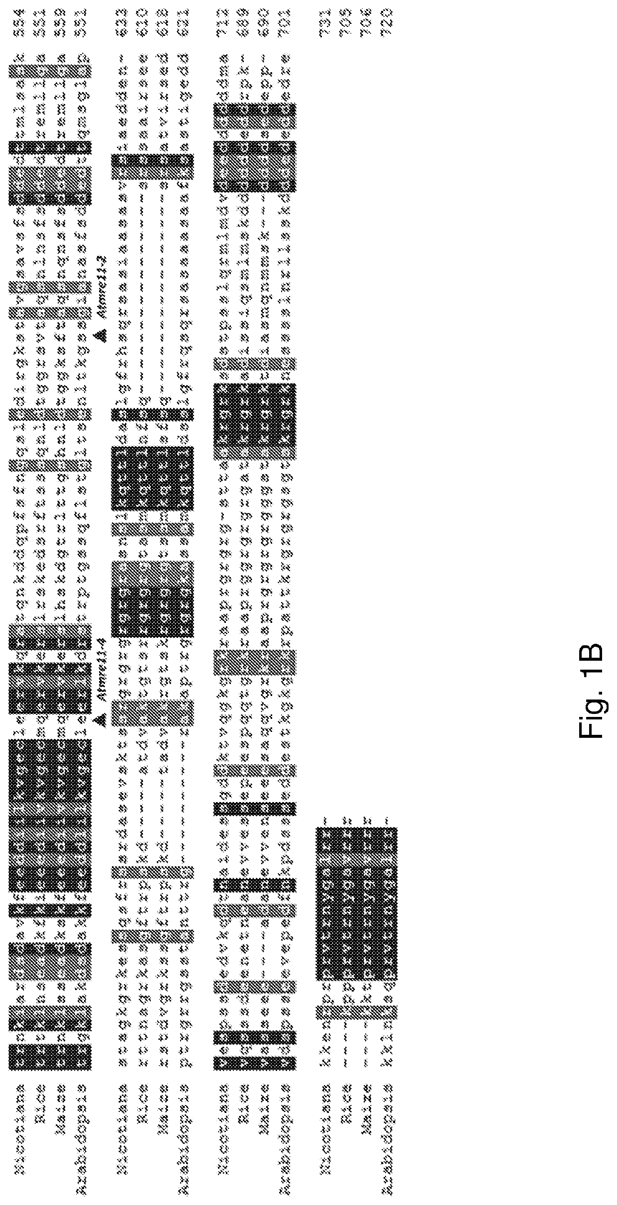 A combinational strategy for reducing random integration events when transfecting plants