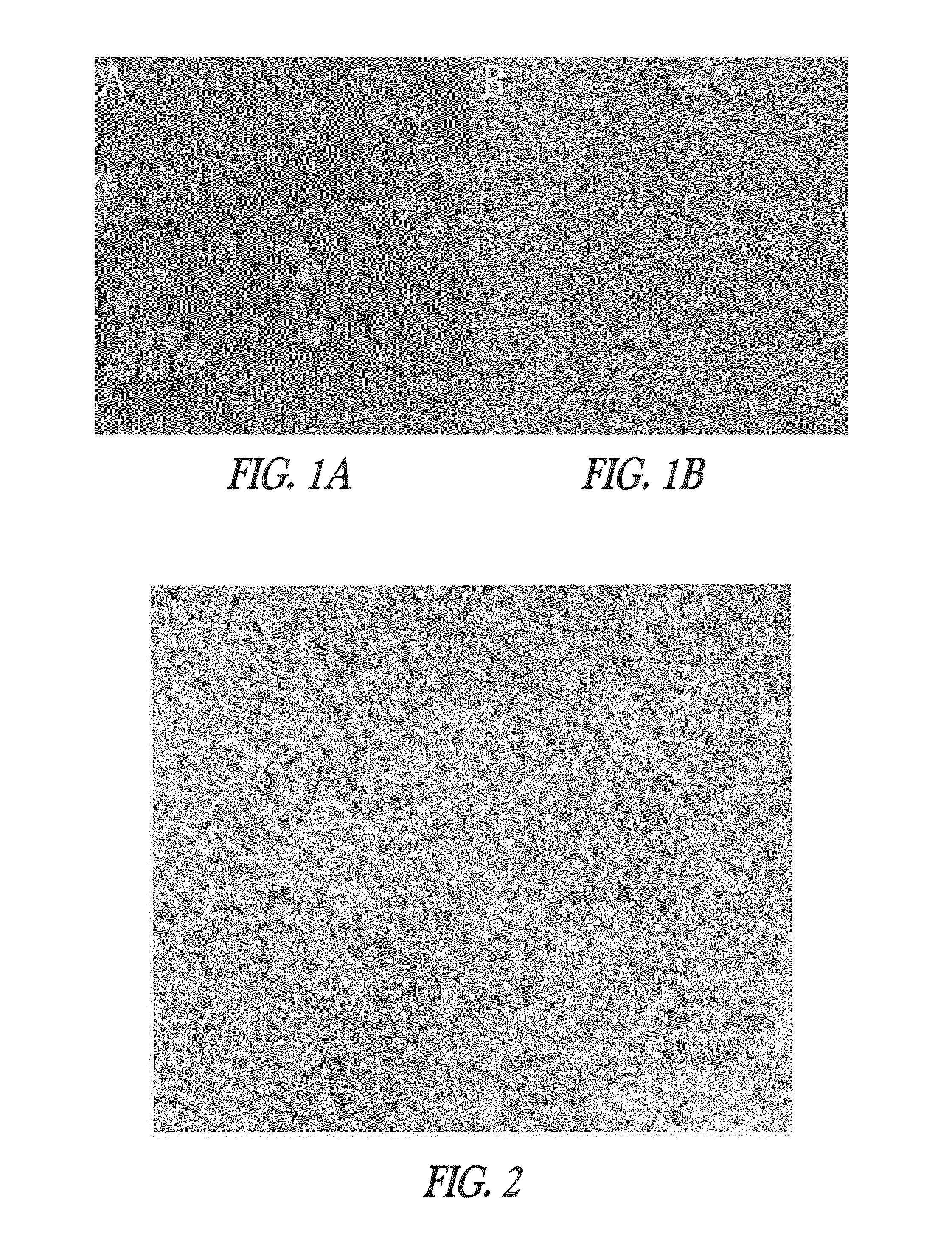 Synthesis and conjugation of iron oxide nanoparticles to antibodies for targeting specific cells using fluorescence and mr imaging techniques