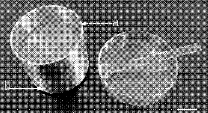 Method for extracting nucleuses of pear pollen tube