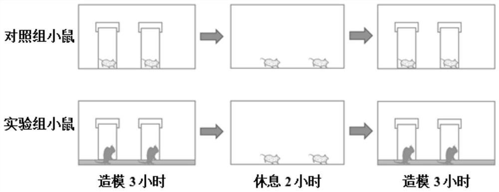 Modeling equipment, modeling method and application of a mouse intervertebral disc degeneration model