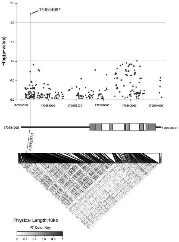 Zmnf-ya8 gene snp marker related to maize salt tolerance and its application