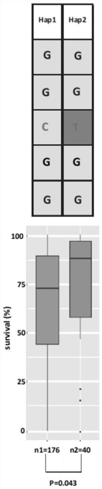 Zmnf-ya8 gene snp marker related to maize salt tolerance and its application