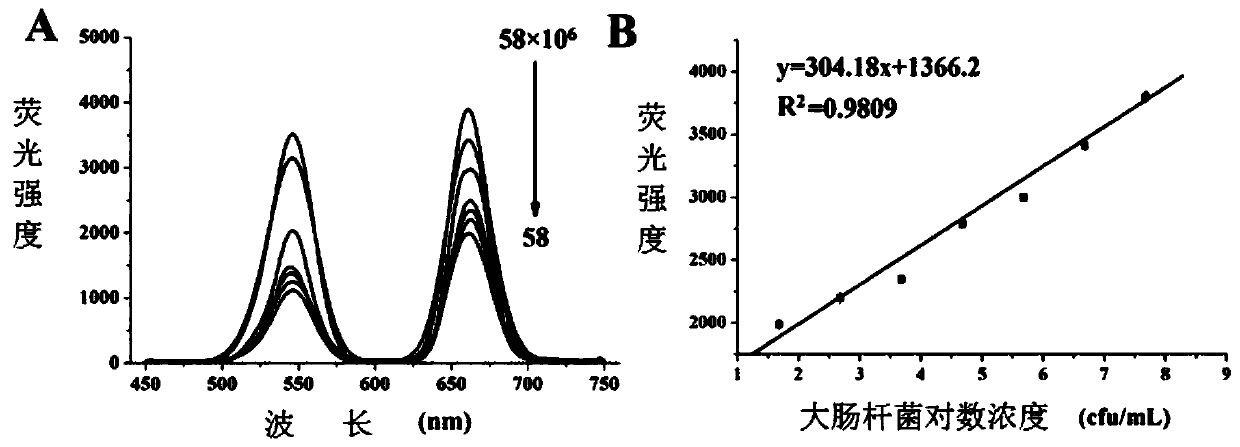 Method for synthesizing quenching fluorescence RNA marker and method for detecting food-borne pathogenic bacteria