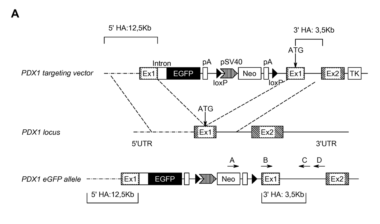 Isolation of bona fide pancreatic progenitor cells