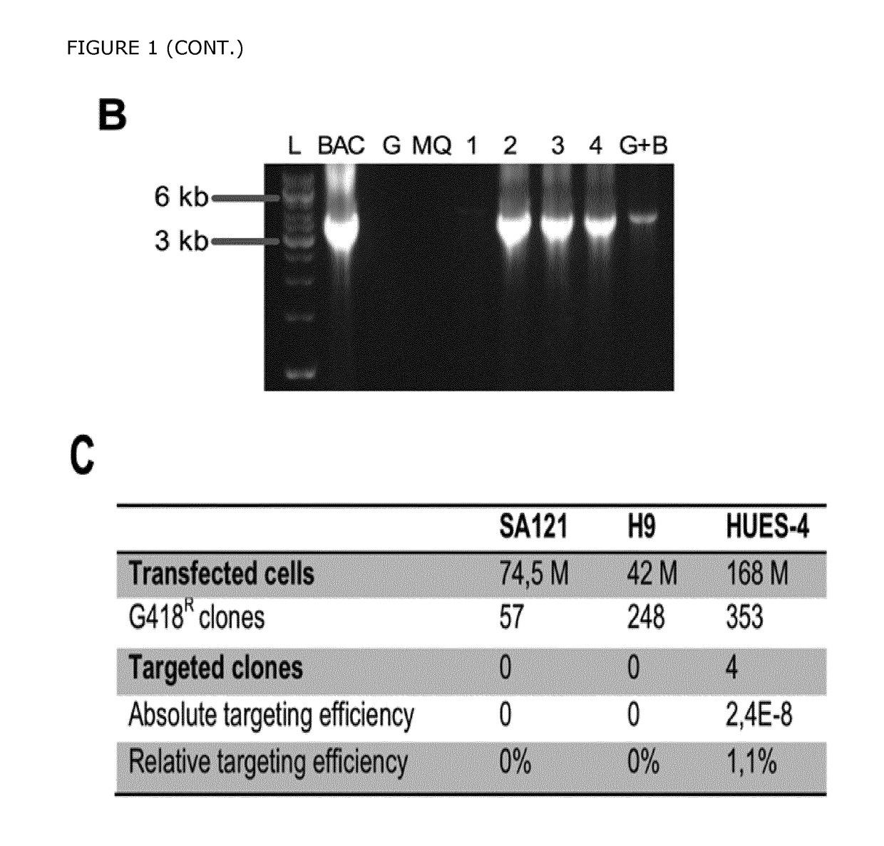 Isolation of bona fide pancreatic progenitor cells