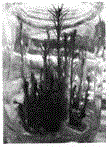 External rooting culture method of endangered relict tree species yew seed tissue culture seedlings