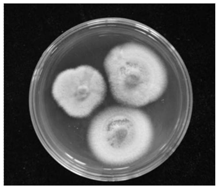 Microchromodispora fungus hnu107 and its application in the degradation of ammonia waste gas