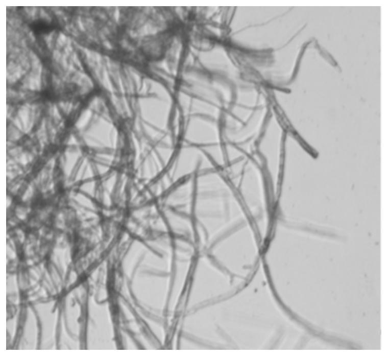 Microchromodispora fungus hnu107 and its application in the degradation of ammonia waste gas