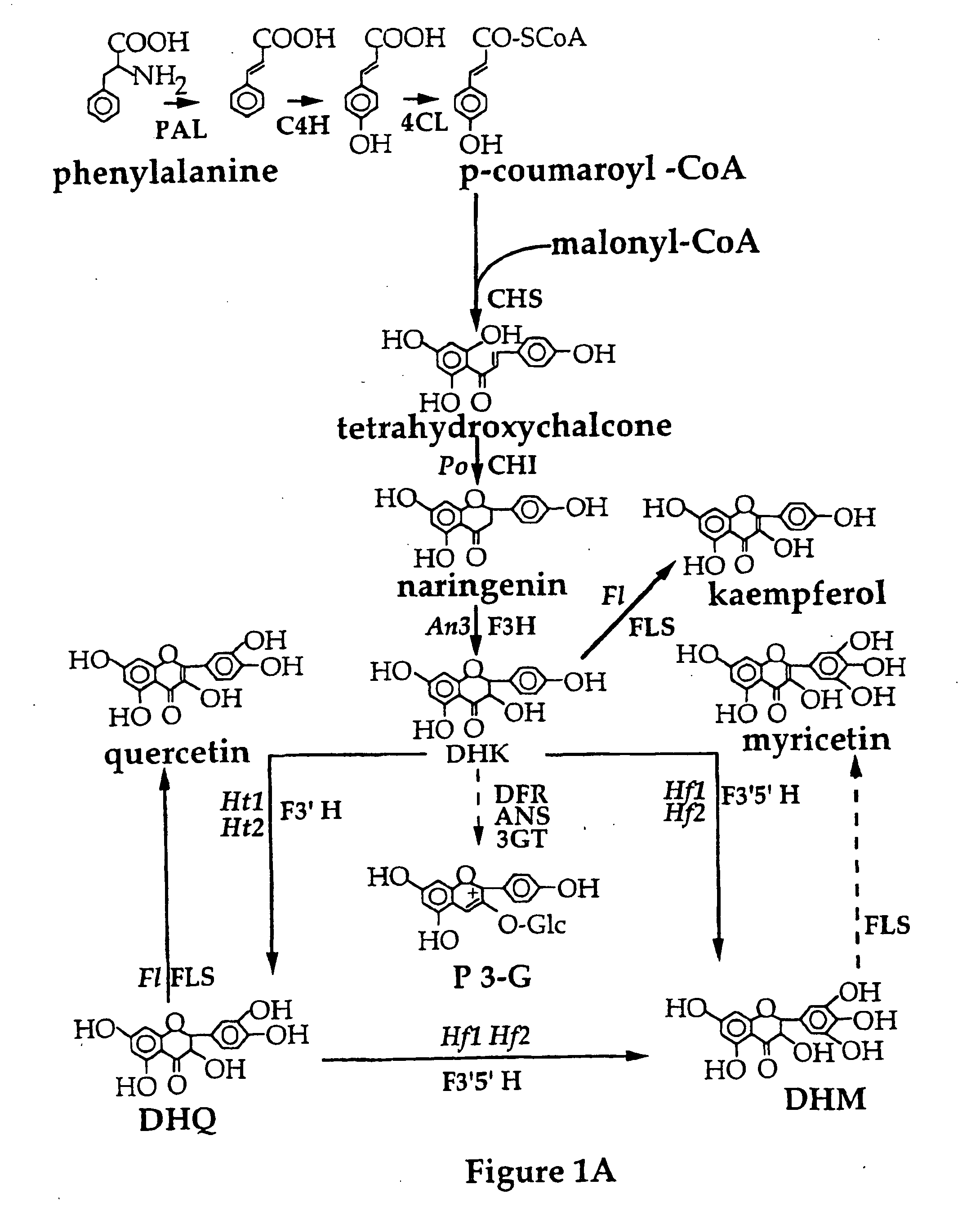 Genetic sequences having methyltransferase activity and uses therefor