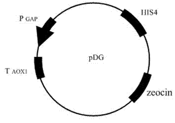 Microorganism and application thereof