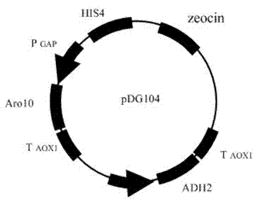 Microorganism and application thereof