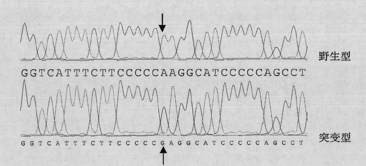 Molecular marking method for pig litter size