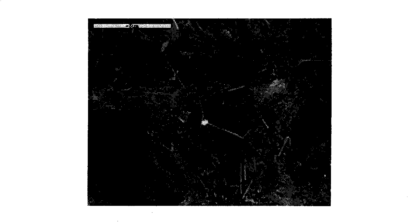 Brucite fiber paste used for toughening cement-based materials and preparation method thereof