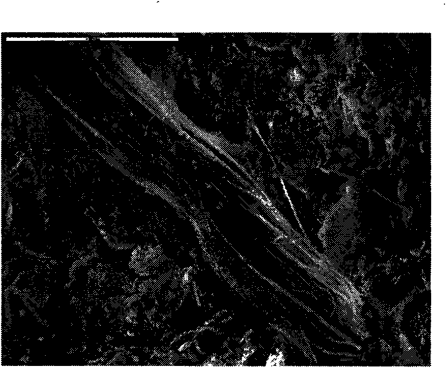 Brucite fiber paste used for toughening cement-based materials and preparation method thereof